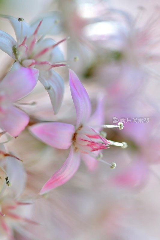 桂花/玉石植物/银杏花